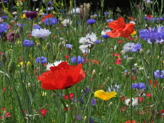 Wild flower meadow with poppies and Cornflowers
