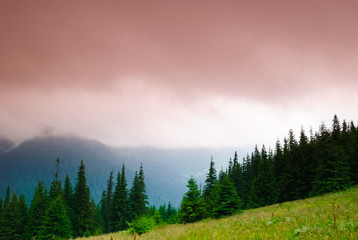 Mountains landscape with pine forest