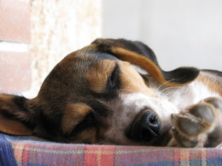 Beagle puppy sleeping © marcoemilio