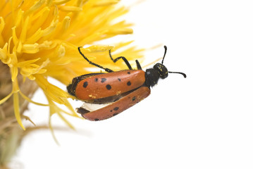 Mariquita posada en la flor de un cardo.