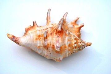 Sea Shell