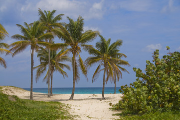 Obraz na płótnie Canvas Palms in Wind on a Sandy Beach