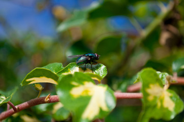 Fly