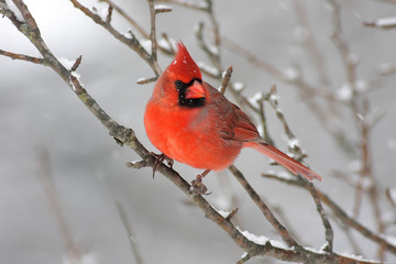 Cardinal In Snow