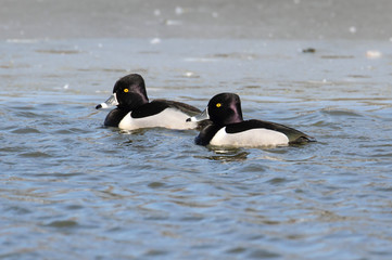 Ring-necked Duck