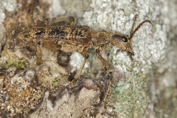 Rhagium sycophanta sitting on oak.