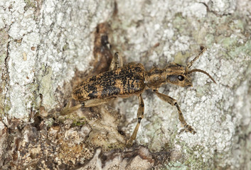 Rhagium sycophanta sitting on oak.