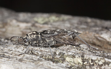 Gray tiger longicorn (Xylotrechus rusticus)