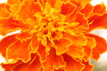 マリーゴールド