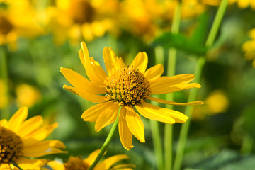 Yellow camomile