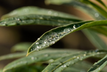 Raindrops on leaf