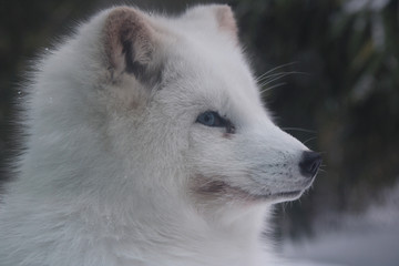 Obraz premium Polarfuchs