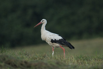 cigogne