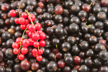 Red and black currant closeup, background
