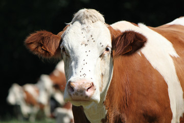 Head of a cow