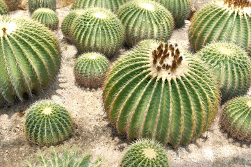 cactus head in garden