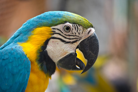 parrot close up