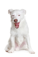 White dog yawns