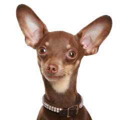 Russian toy terrier. Isolated on a white background