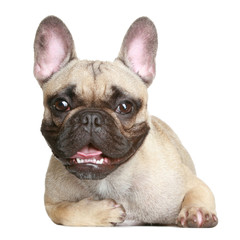 Fototapeta premium Happy French bulldog