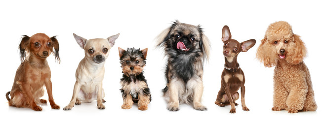 Group of young dogs - Powered by Adobe