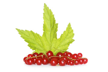 Red currant with green sheet