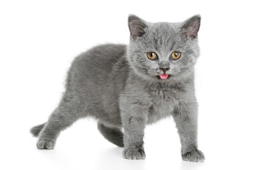 British grey kitten (3 months)