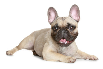 Obraz premium French bulldog