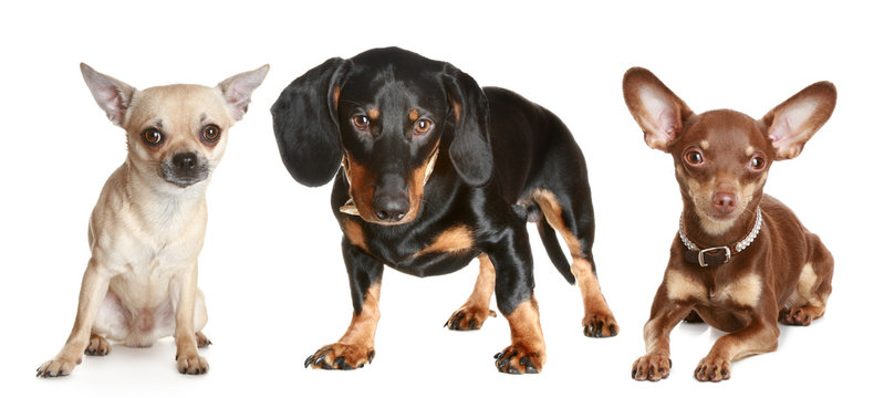 dachshund, chihuahua, toy terrier