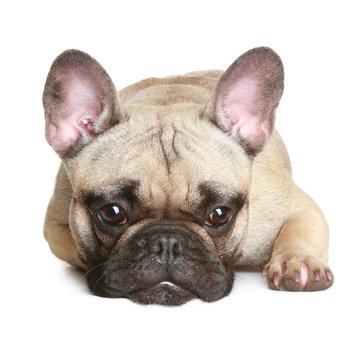 French bulldog laying on a white background