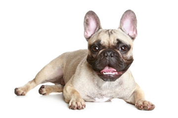 French bulldog