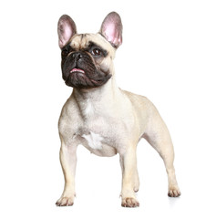 French bulldog