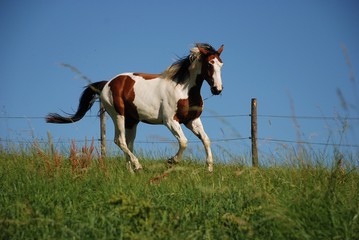 Camelot