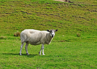 inquisitive looking sheep in a field looking at the camera 