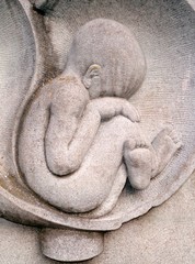 Embryo
