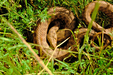 snake in grass