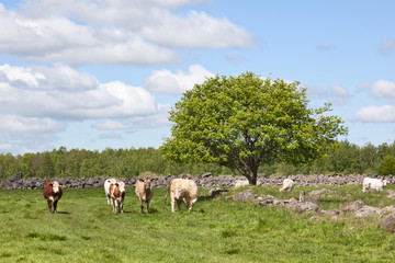 Cows on medow