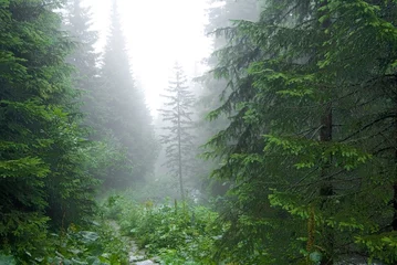  wet pine forest in a mist © Yuriy Kulik