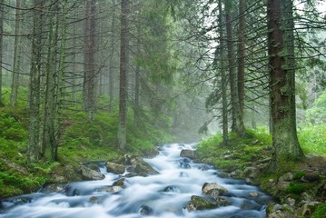 Obraz premium beautiful river flow in a misty forest