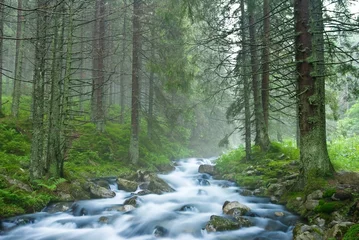 Fotobehang beautiful river flow in a misty forest © Yuriy Kulik