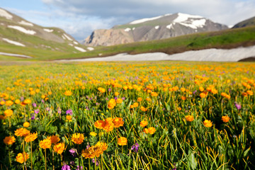 Obraz premium Mountains meadow