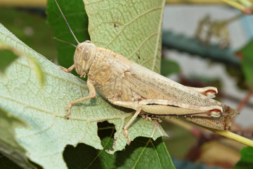 Locusts eat.