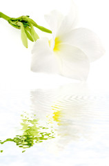 fleur blanche de frangipanier