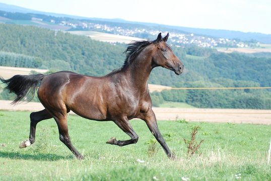 Oldenburger