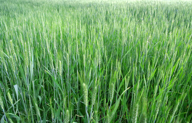 Green wheat