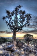 Köcherbaum im Sonnenuntergang