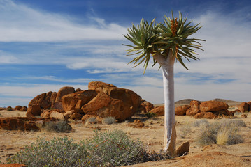 Köcherbaum in Namibia