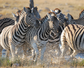 Fototapeta na wymiar Zebra stada w wodopoju