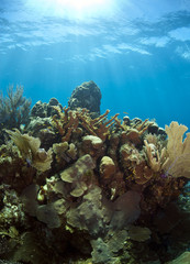 Naklejka na ściany i meble Underwater coral reef elkhorn coral