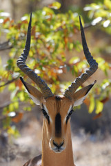 Impala - Portrait